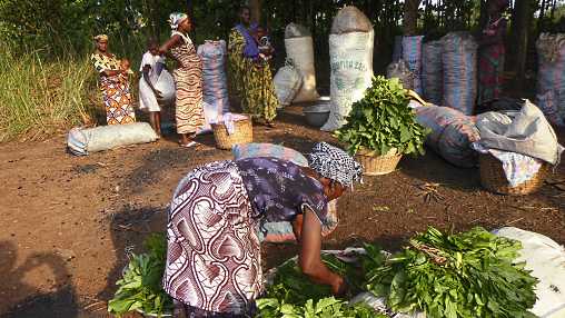 Agriculture Products